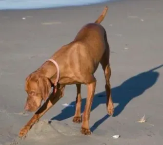 维兹拉犬怎么训练 该犬“卧下”训练技巧 | 维兹拉犬