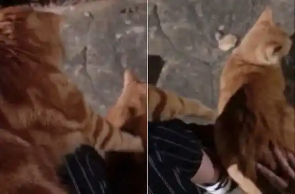 每天跑来约会 小橘猫卸下新防变撒娇鬼 | 猫