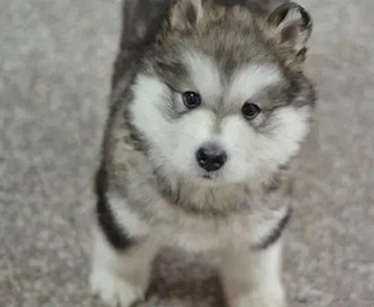 阿拉斯加犬|不要给阿拉斯加雪橇犬吃过多的零食