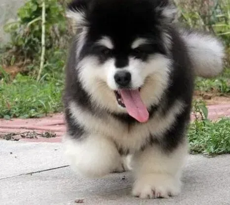 阿拉斯加犬|关于阿拉斯加犬的饲养知识——排泄问题