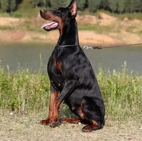 杜宾犬|刚买的杜宾犬患上肺炎吃什么药好