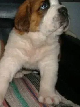 圣伯纳犬|圣伯纳犬眼角发红是怎么回事 怎么治疗