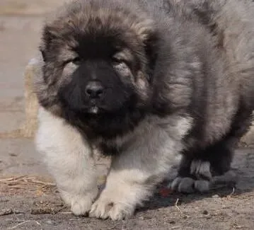 高加索犬|适合高加索犬的训练方法
