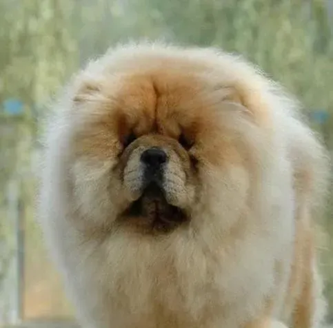 松狮犬|初次当松狮犬的主人需要知道哪三个要点