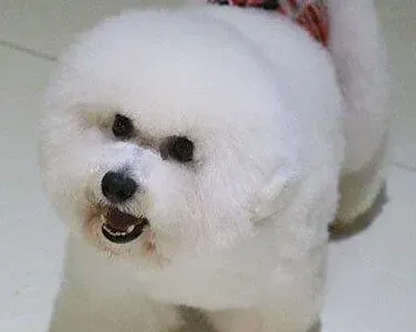 比熊犬|我家比熊犬最近刚驱虫完，可以给它洗澡吗
