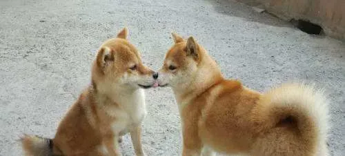 柴犬怎么自己训练的方法 如何让柴犬服从训练 | 柴犬