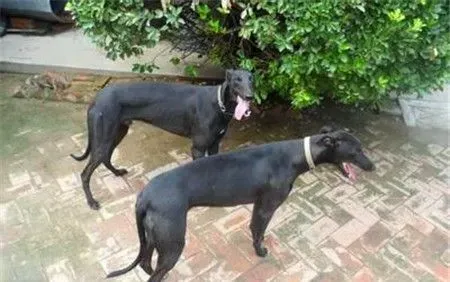 格力犬和惠比特犬有什么区别 格力犬头大嘴宽 | 格力