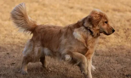 金毛犬吃什么好 健康食物有哪些 | 金毛犬