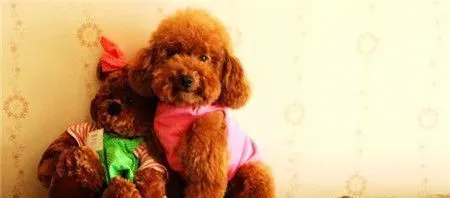 贵宾犬皮肤病涂什么药 贵宾犬皮肤病治疗及预防 | 贵宾犬