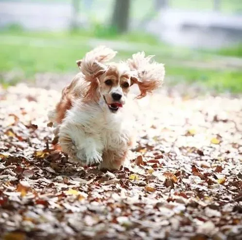 可卡犬|可卡犬发情期间没有食欲都是这样么