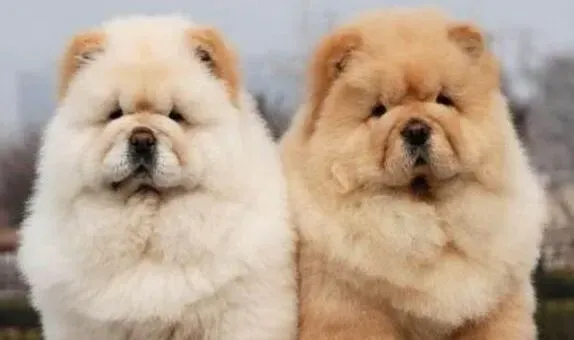 松狮犬|松狮犬的行为是否会暴露主人的家教