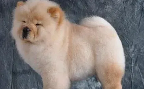 松狮犬|自由价更高 如何让松狮犬可以自由活动
