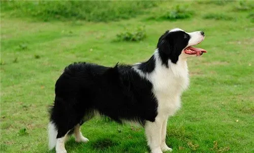 边境牧羊犬训练飞盘 平时多加训练才能完成 | 边境牧羊犬