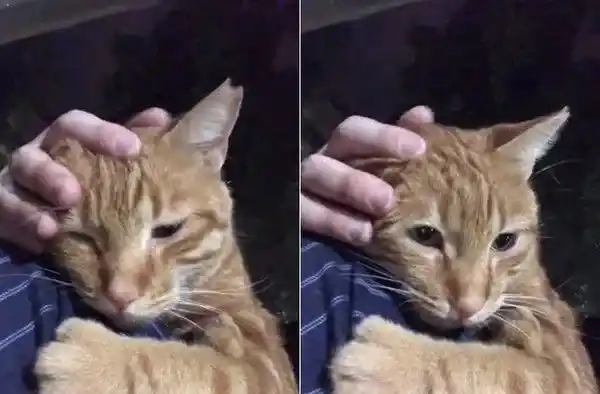 每天跑来约会 小橘猫卸下新防变撒娇鬼 | 猫