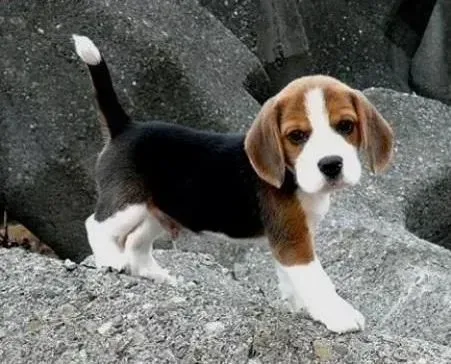 比格犬|小常识：比格犬起名字的学问