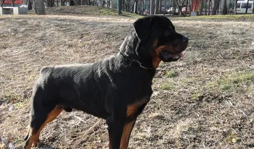 罗威纳犬繁殖时间 罗威纳最佳的配种时间 | 罗威纳犬