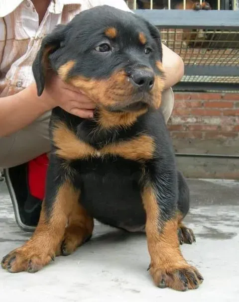 罗威纳犬|罗威纳犬的饲养应该从何入手
