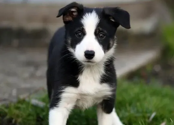 边境牧羊犬的智商 是一种非常聪明的犬种 | 边境牧羊犬