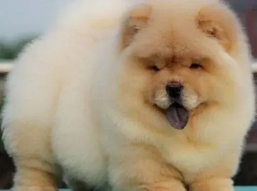 松狮犬|奖惩方法 训练松狮犬时必用的方法之一