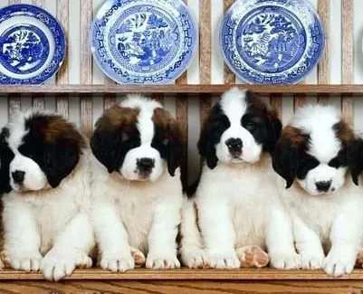 圣伯纳犬|怀孕期间的圣伯纳犬总发抖是为什么
