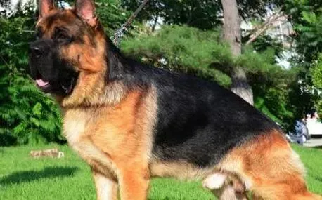 德国牧羊犬|3个月的德国牧羊犬不爱吃东西是怎么回事