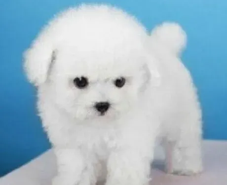 比熊犬|一个多月的比熊犬可以断奶吗 如何断奶