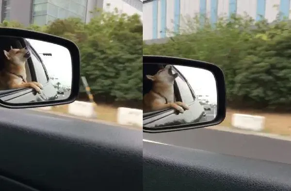 萌柴跟迎面的强风打架 模样超好笑又可爱 | 狗