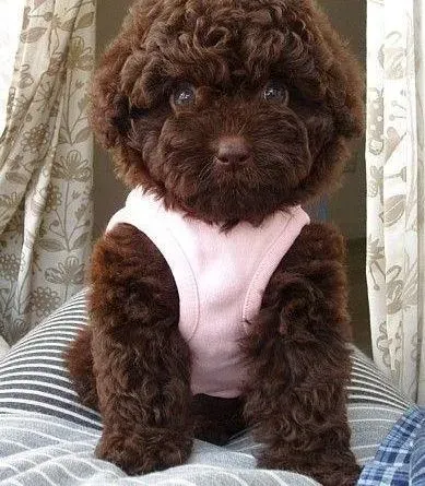 泰迪犬|选购泰迪犬的时候家长们要“瞪大眼睛”