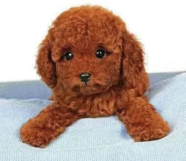贵宾犬|4个月的贵宾犬呕吐不止如何是好