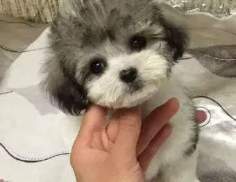 泰迪犬|泰迪犬最近干呕，放臭屁是什么毛病