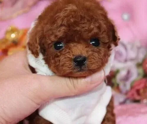 泰迪犬|两个多月的泰迪犬每天吃一个蛋黄好吗