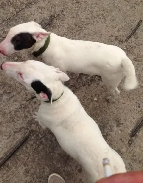 牛头梗|医护常识 牛头梗临产的征兆有哪些