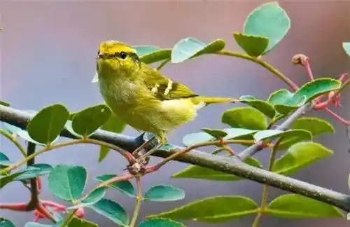 黄眉柳莺吃什么 柳莺喜欢吃蝽象叶跳蝉 | 黄眉柳莺