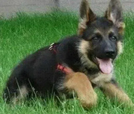 德国牧羊犬|两个月的德国牧羊犬是先驱虫还是先打疫苗