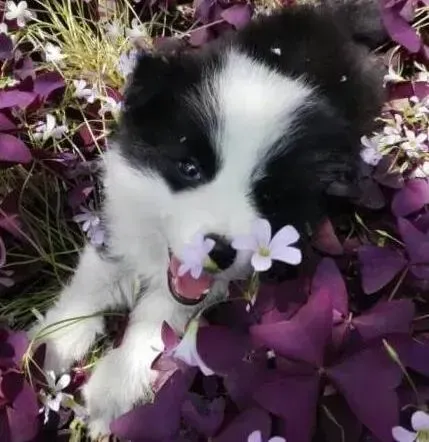 边境牧羊犬|边境牧羊犬流血的时候我们如何为狗狗包扎伤口