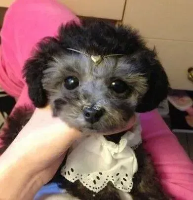 泰迪犬|求指点 如何给泰迪犬自制狗粮