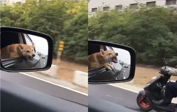 萌柴跟迎面的强风打架 模样超好笑又可爱 | 狗