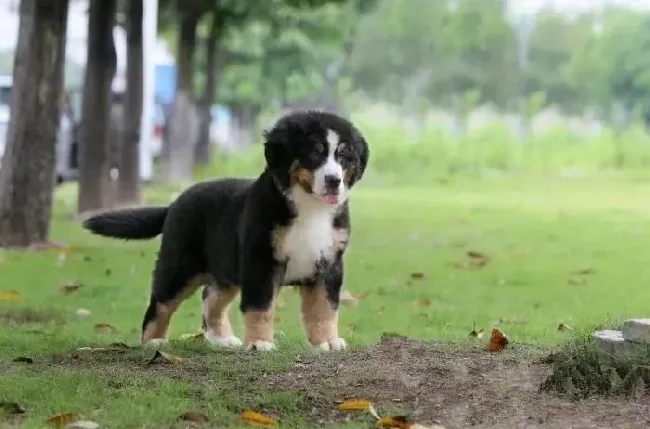 伯恩山犬|关于伯恩山犬的领袖意识你了解多少