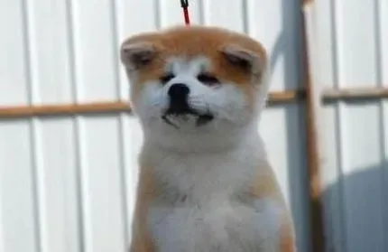 秋田犬|为什么秋田犬会出现痴肥的现象