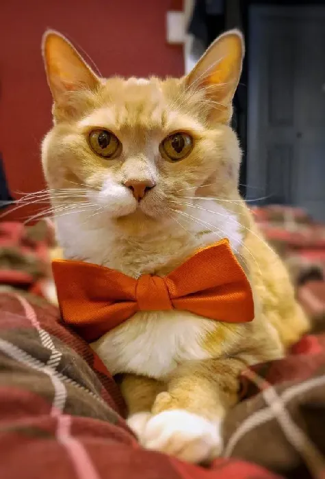 超励志！慵懒胖猫咪减肥三年 成功变身结实瘦猫 | 猫
