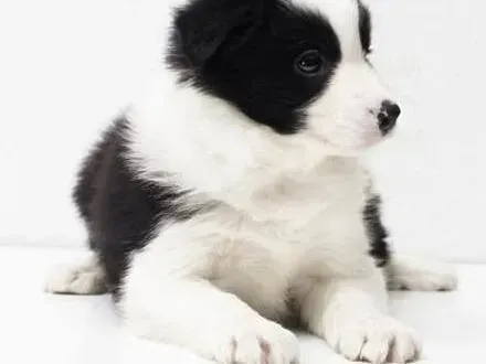 边境牧羊犬|边境牧羊犬在才出生的时候应该怎么养