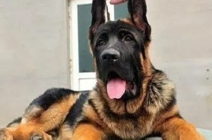 德国牧羊犬|疾病排查 德国牧羊犬咳嗽的原因是什么
