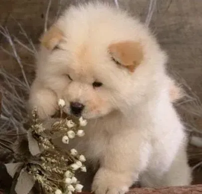 松狮犬|松狮犬吃水果等于慢性自杀