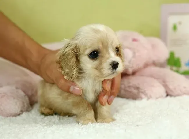 可卡犬|想要在南方地区养出健康的可卡犬要如何做