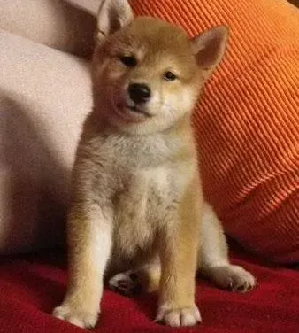 柴犬|柴犬总喜欢吃粪便是什么毛病