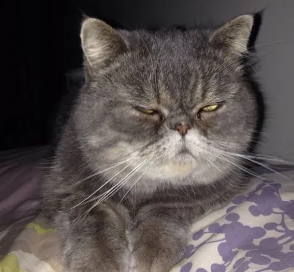 情侣看完寻猫启事 下一个路口就遇见走失猫