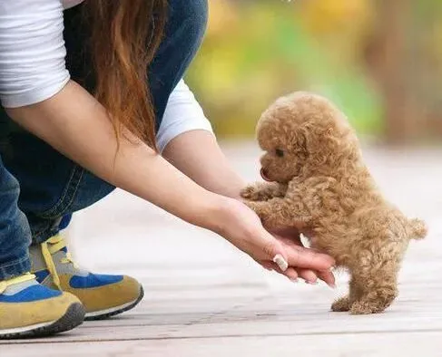 贵宾犬|警惕独处的贵宾犬会患上抑郁症