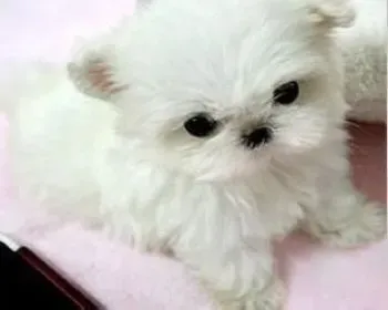 马尔济斯|如何让马尔济斯犬爱上坐车