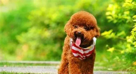 贵宾犬皮肤病涂什么药 贵宾犬皮肤病治疗及预防 | 贵宾犬