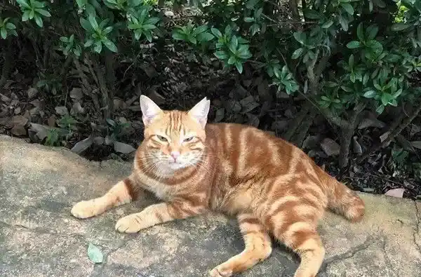 每天跑来约会 小橘猫卸下新防变撒娇鬼 | 猫